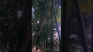 Pohon Rindang #naturevideo