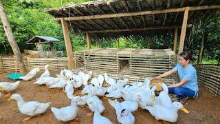 Build a complete the duck coop with bamboo  Good disign - Phùng Thị Chài