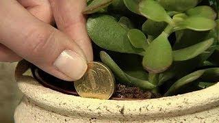 Bury Pennies Around Your Plant And See What Happens