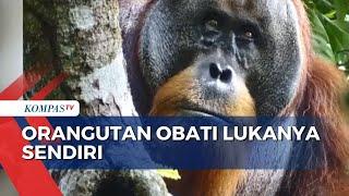 Gunakan Tanaman Obat Orangutan Obati Lukanya Sendiri