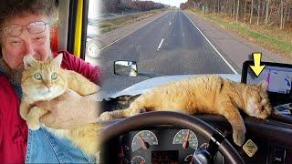 Lonely Truck Driver Adopts Abandonded Cat And Now Hes His Official Co Pilot