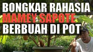 Bongkar Total Rahasia Mamey Sapote Berbuah di Pot