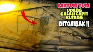 Bertubi Tubi Udang Galah Capit Kuning Ditombak Ketika Air Sungai Muar Jernih