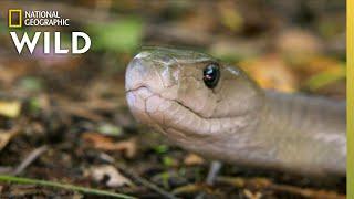 Catching the Deadly Black Mamba  These Snakes Can Kill You