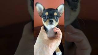 TAD GETS WEIGHED #sweetiepiepets ##chihuahuapuppies #chihuahuapuppy #applehead #chiwawa #puppies