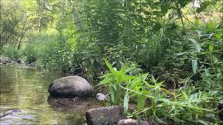 Water and bird sounds in the forest in the middle of the day. The flow of the little green creek..