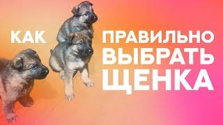 Как правильно выбрать щенка. How to choose puppy properly.