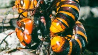 Hornet Queen Murdered By Her Own Daughters  Buddha Bees and The Giant Hornet Queen  BBC Earth