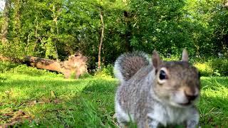 Sensational Squirrels at Tehidy Woods ideal for cats & dogs XVII