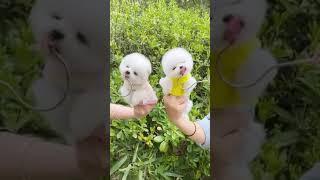 Baby Dogs  Best Funny Cute Dog Videos 670 #shorts