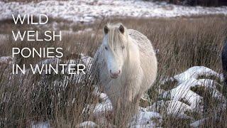 Wild Mountain Ponies in Wales