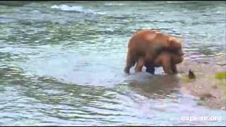 Katmai National Park  Bear # 486 mating with unknown Female July 12 2015