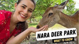 Nara Deer Park Japan - What I Wish I Knew Before Going