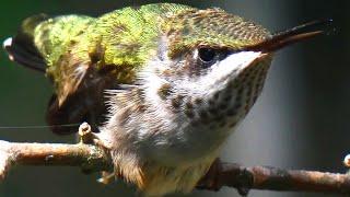 Ruby throated hummingbird call sounds  Juvenile