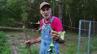 CHOP the VINES to Grow more Sweet Potato Slips