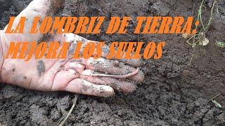 COMO ES EL TRABAJO DE LA LOMBRIZ DE TIERRA EN EL SUELO