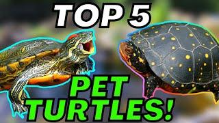 My TOP 5 BEST PET TURTLES