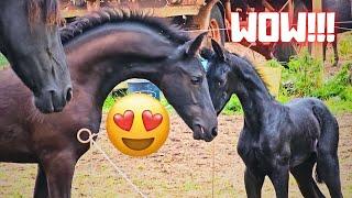 Yfke in the pasture for the first time Wûnder likes it  Rising Star & friends  Friesian Horses