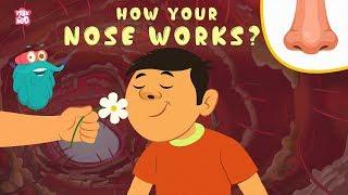 How Your Nose Works? - The Dr. Binocs Show  Best Learning Videos For Kids  Peekaboo Kidz