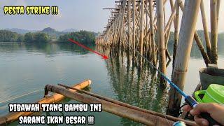 Siapkan Senar Yang Kuat Mancing Dibawah Tiang Bambu Ini Sarang Ikan Besar  Mancing Lampung