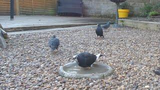 This feral pigeon  rock dove has quite unusual markings Columba Livia