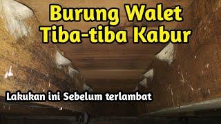 Burung Walet Tiba Tiba Kabur Ini Faktornya.....