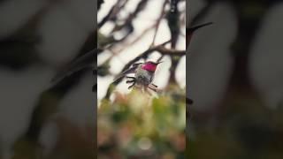 Photographing Hummingbirds With the Sony a1 x 70-200 & 2x Teleconverter.