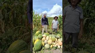 Incrível Colheita de Jerimum Vejam só Uma explosão de Frutos  Grande Colheita de Abóbora #roca