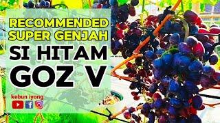 Recommended Anggur Super Genjah si Hitam Goz V  @kebuniyong21 @masiyong02