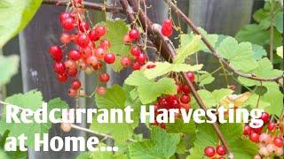 നമ്മുടെ ബാക്ക് ഗാർഡനിൽ ഉണ്ടായ red currant വിളവെടുപ്പ്. Red currant harvesting from back garden.