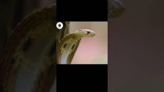 Deadliest Snake Cobra  #tamilamazingfacts #shorts #tamilfacts  #amazingfacts #facts #snakevideo