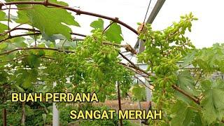 Pembuahan perdana sangat meriah sekali  anggur gosv ‼️