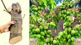 Unique Technique  Grafting Mango Tree With Banana & Chicken egg