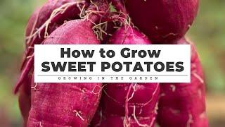 How to GROW HARVEST CURE & STORE Sweet Potatoes