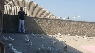 Анонс Бакинские голуби Мяжнуна в Баку