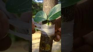 how to grafting Limon tree  success episode 23#shorts #grafting #gardening #youtube