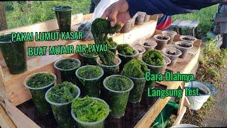 Cara Pakai Lumut Kasar Buat Mancing Mujair Air PayauCara Bikin nya