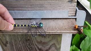 Saving Honey Bees Dragonfly Figurine vs. Giant Hornets