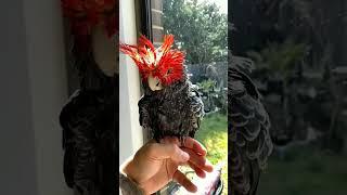 burung beo tercantik #shorts #viral #animals