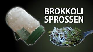 Brokkolisprossen ziehen – Anleitung Brokkolisprossen im Keimglas selbst ziehen