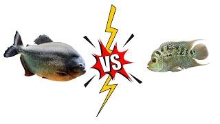 Piranha vs Flowerhorn Live Feeding