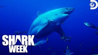 Most Terrifying Moments from Shark Week Off the Hook 2023  Discovery