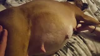 dog resting after swallowing child...dog pregnant vore 2