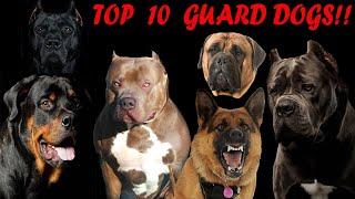 Top 10 best guard dog breeds to protect your family in 2024