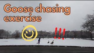 Chasing geese on a snowy day at Flushing Meadows Corona park Feb 2022