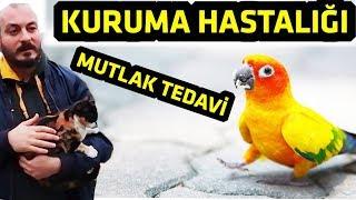 Muhabbet Kuşu Kuruma Hastalığı l Mutlak Tedavisi