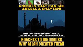 Animals  that can see angels and shaytanDid dinosaurs existed #allah #ai #wazifa #islamicquotes