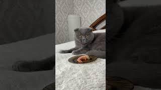 Cat Eating Sea Food Funny Comedy