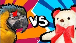 Ara talking parrot against a bear. Funny parrot funny. Roma parrot is burning.