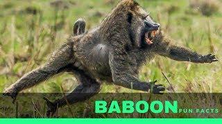 Baboon facts for kids – Interesting fun facts and information about African Baboon monkey